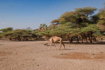 A herd of camels drinking water at Kalacha Oasis in Marsabit Couty, Kenya