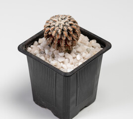 Mammillaria Bertholdii Cactus. Isolated on white background. Close Up