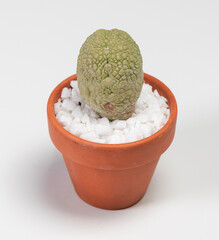 Pseudolithos Migiurtinus Cactus in Case. Isolated in White Background. Origin and Habitat From the North East of Somalia. Close Up