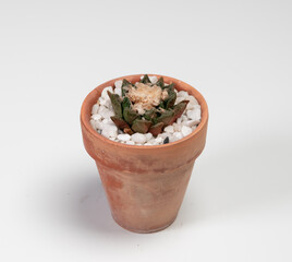 Ariocarpus Fissuratus Cactus. Isolated on white background. Close Up