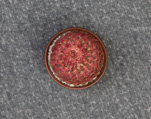 Echinocereus Rigidissimus Cactus. Isolated on white background. Close Up