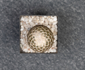 Pelecyphora Strobiliformis Cactus. Isolated on white background. Close Up