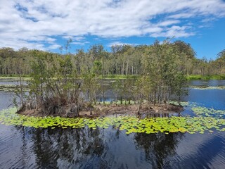 Small Island covered in trees in a wetland setting surrounded by lilies. Urunga wetlands New South Wales Australia