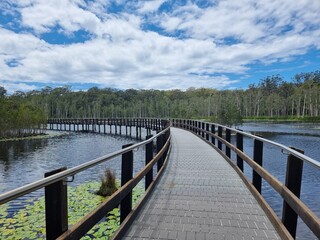 Boardwalk Through a wetland setting surrounded by trees. Urunga wetlands New South Wales Australia