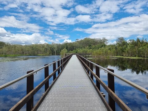 Boardwalk Through a wetland setting surrounded by trees. Urunga wetlands New South Wales Australia