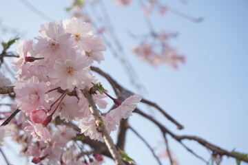 桜
