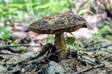 an old mushroom in the forest