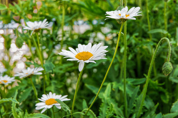 daisies in a meadow