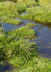 Feuchtwiese im Sommer, Hochformat