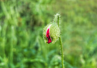 poppy bud