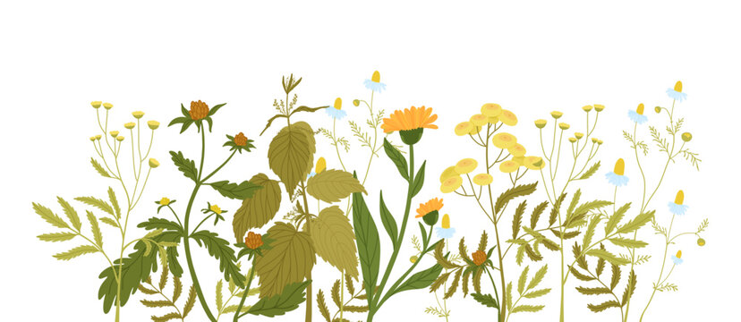 Linear flower arrangement, wild forbs in flat style. Nettle, calendula, chamomile, tansy, bidens.