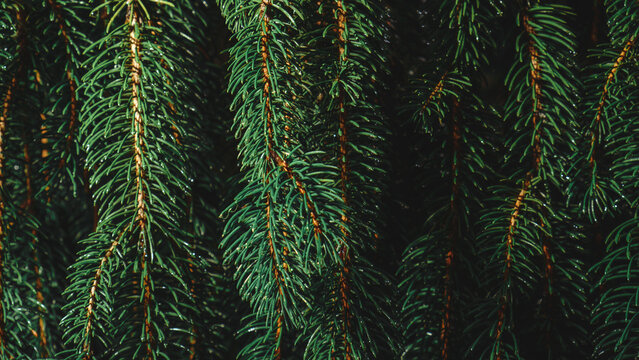 Green Pine Needles 