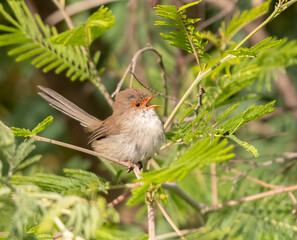 Female Superb Fairy-wren (Malurus cyaneus) small song bird found in Australia.