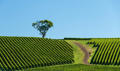 Rows of grape vines on a hill with a lone tree with a isolated blue sky and plenty of copy space...