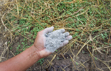 Hand holding ashes for use as fertilizer to nourish trees planted in agricultural gardens