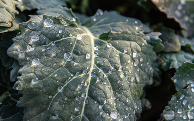 Green, emerald leaves covered with shiny drops of dew or rain: leaves after rain, macro, natural backgrounds
