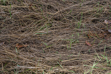 Closeup of old aged dry grass straw texture background. Macro of a textured eco natural backdrop