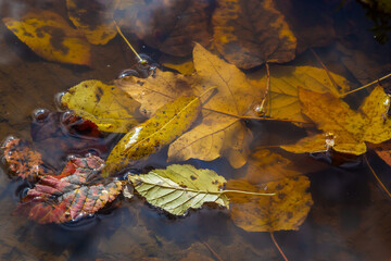 Colourful fall leaves in water, floating autumn leaf. Fall season leaves in rain puddle. Sunny autumn day foliage. Beautiful reflection in water