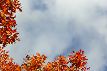 multicolored beech leaves on the branch in autumn against a blue sky in a sunny day