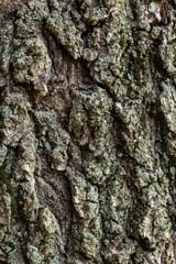tree bark background. Brown tileable texture of the old tree