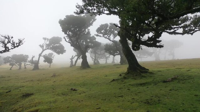 Awesome video in Madeira's Fanal forest with some dead trees and epic fog sweeping across the grass in 4K.