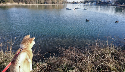 chiot akita regardant les canards sur une étendue d'eau
