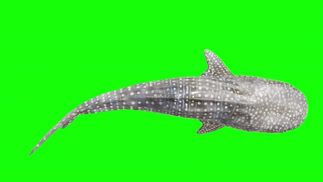 top view whale shark. whale shark on green background