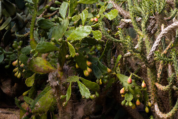 Jardines de Cap Roig