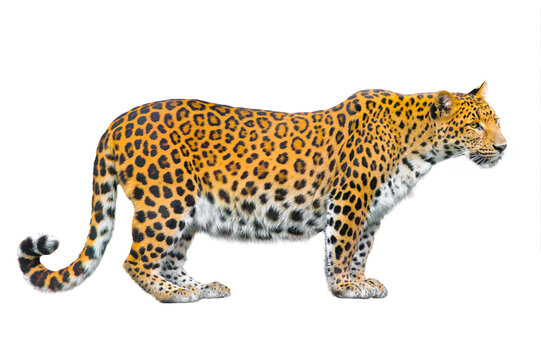 pantera( pardus japonensis) isolated on white background