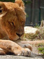 Lion.