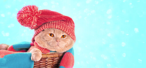 Cat wearing a red knitting hat with pompom and a scarf lying in a basket on blue glitter background