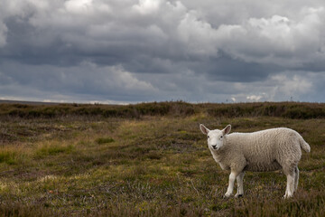 Jeune mouton isolé dans la campagne anglaise sous un ciel gris chargé de nuages