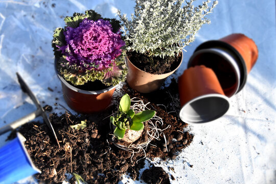 Winter garden freshness planting bulb plants, ornamental cabbage, gardening utensil, hyacinth blue ambiance background