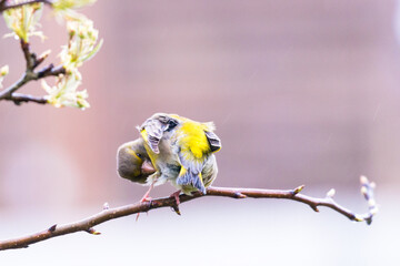 Vogel auf Ast