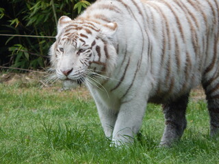 Fototapeta na wymiar Tigre blanc.
