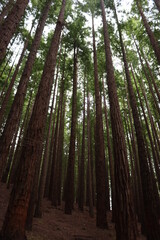 Obraz premium beautiful redwood forest giant trees huge fat tall wood