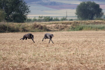 Spanish greyhound dog race hare hunting speed delivers passion