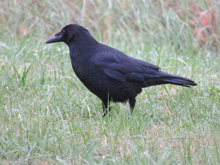 black crow bird suspicious animal elusive scavenger feathers beak