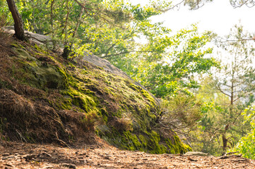 moss covered rock in the forest woods on a sunny day in Saxonian Switzerland