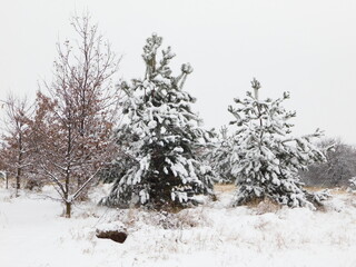 Snow-covered young pine trees on the edge of the forest