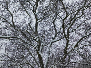 Obraz premium The dense crown of a large walnut covered with a layer of snow