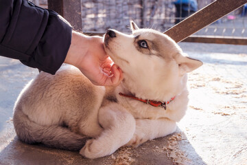 a Siberian husky puppy lies on the ground. human hand is petting or stroking dog. beautiful blue...