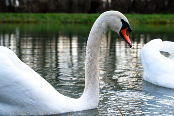 White swan in a lake. Evening light. Beautiful white swans floating on the water. swans looking for food.