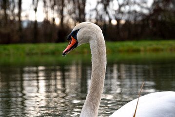 Fototapeta premium White swan in a lake. Evening light. Beautiful white swans floating on the water. swans looking for food.