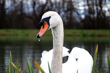 Obraz premium White swan in a lake. Evening light. Beautiful white swans floating on the water. swans looking for food.