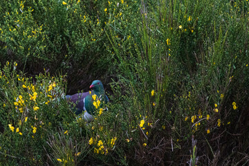 New Zealand Pigeon (Hemiphaga novaeseelandiae)