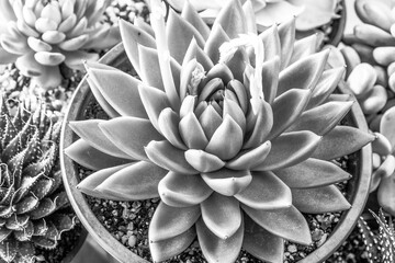 Succulent plants in pots, top view. Composition from echeveria rosettes for publication, poster,...