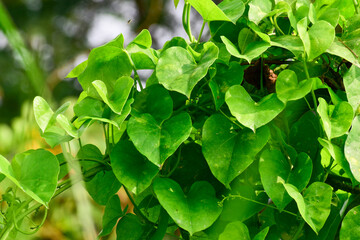 Fototapeta na wymiar Heart-leaved moonseed ( Tinospora cordifolia ) green leaves herb