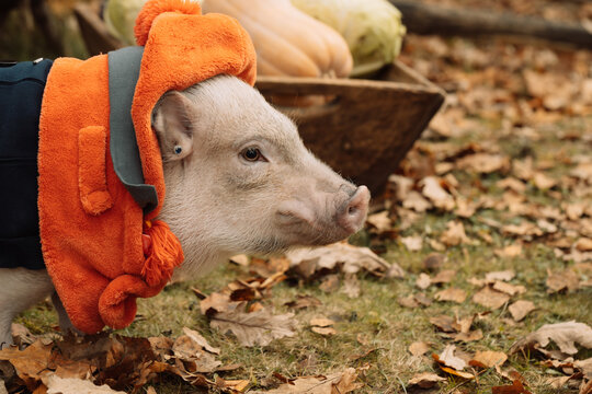 a white mini pig sits in a wicker basket. Autumn photo