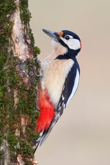 Great spotted Woodpecker